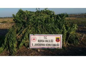 Mısır tarlasına kurumaya bırakılmış kenevir ve kubar maddeleri drone ile tespit edildi