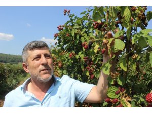 Tadına bakanların hayran olduğu böğürtlen dalında 8 lira