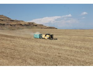 Siirt’te yüzde 70 verimi artan buğday, çiftçinin yüzünü güldürdü