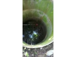 Yılan bulunan çukura düşen yavru kedi kurtarıldı