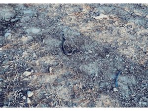 Otomobilin bagajından yılan çıktı