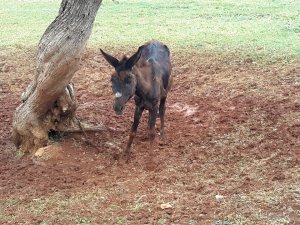Akören'de ağaca bağlanıp kaderine terk edilen eşek kurtarıldı