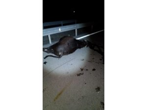 Otomobilin çarptığı manda telef oldu