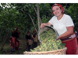 Fındık üreticisi hasat öncesi fiyat açıklanmasını bekliyor