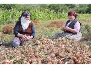 Amasya’da soğan hasadı başladı