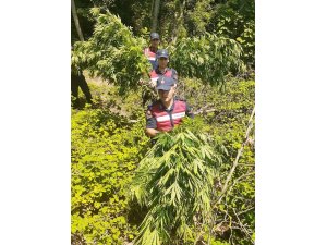 İnegöl’de 90 kök kenevir ele geçirildi