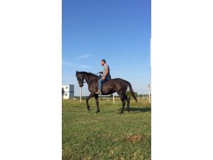 Kayıp yarış atını parçalanmış halde bulan sahibi: “bunu yapan hayvan olamaz”