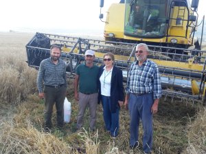 Ortakaraören'de dolunun vurduğu ekin alanlarında verim düştü