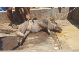 Yaralı domuz için vatandaşlar seferber oldu