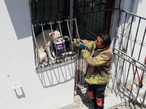 Pencere parmaklıklarına sıkışan köpek, güneşin altında 2 gün boyunca aç susuz kaldı