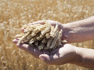 Yerli tohum "Hüseyinbey" çiftçiyi kalkındıracak