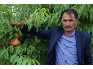 Tokat şeftalisinde hasat başladı