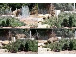 Foseptik çukuruna düşen ayıyı itfaiye kurtardı