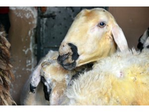 Ortadoğu’ya canlı hayvan ihracatı kurbanlık fiyatlarını yükseltti