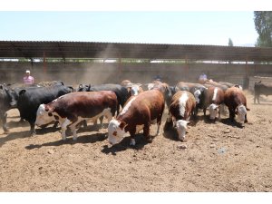 Kurbanlıklar görücüye çıktı