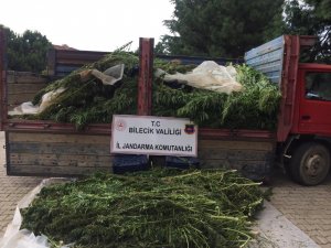 Bilecik’te kubar esrar ve kenevir ele geçirildi