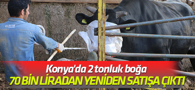 2 tonluk boğa 70 bin liradan yeniden satışa çıktı