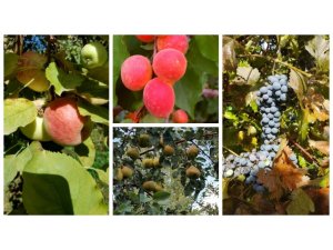 Meyve çeşitlerinin yaygınlaştırılması