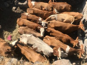 Büyükbaş hayvan hırsızları Van’da yakalandı