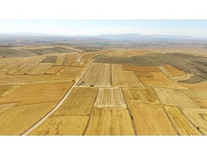 Bünyan'da hububat hasadı başladı