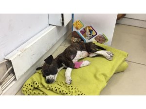 Böyle vahşet görülmedi