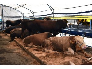 Kurban satış yerlerinde hazırlıklar devam ediyor