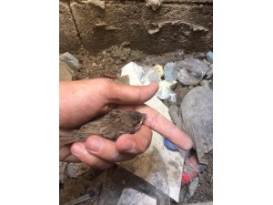 Havalandırma boşluğuna düşen serçe yavrusunu itfaiye kurtardı