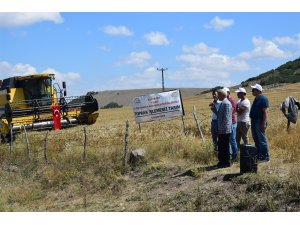 Toprak işlemesiz tarımda buğday hasadı yapıldı