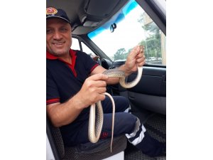Evin kombisinden yılan çıktı