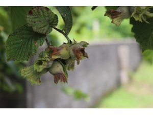 Giresun’da üretici 3 Ağustos’ta bahçeye girecek