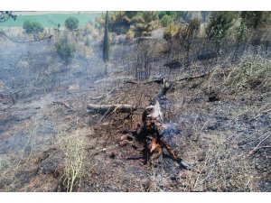 Piknik alanında çıkan yangında binlerce çam kül oldu