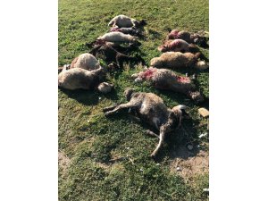 Sokak köpekleri 12 koyunu telef etti