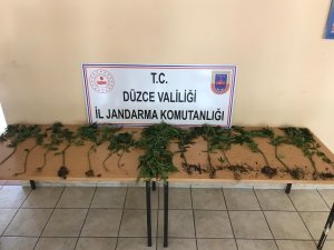 Jandarma’dan kenevir operasyonu