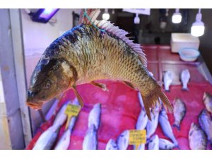 Balıkçılarda sazan bolluğu