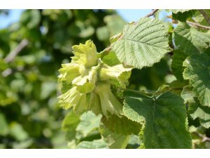 Ordu’ya yaklaşık 15 bin tarım işçisi gelecek