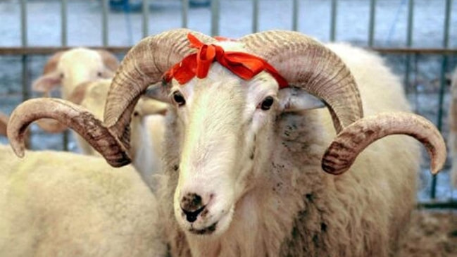 En ucuzu 700 lira... Ankara'da kurban satış fiyatları belli oldu!