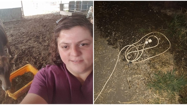 Akılalmaz olay... İneği kurtardı, kendisi can verdi...