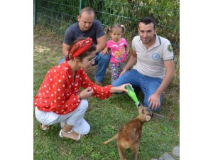 Yaralı karaca yavrusu Sivas'ta tedavi altına alındı