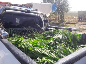 Karapınar'da 550 kök hint keneviri bitkisi ele geçirildi