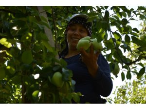 Türkiye’nin yüzde 60 bu bölgeden karşılanıyor...Fiyat ve rekolteyle üretinin yüzünü güldürdü