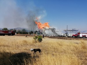 Fabrika yangınında hayvanlar da tahliye edildi