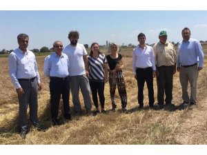 Kırklareli’de ’Siyez Buğdayı’ hasadı