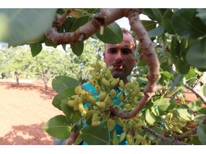 Antep fıstığı üreticisine "acele etmeyin" uyarısı