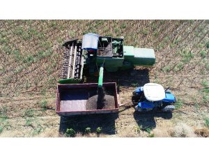 Adana’da yağlık ayçiçeği hasadı başladı