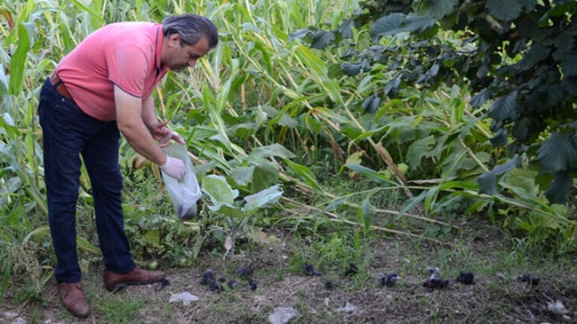 İnanılmaz ama işe yarıyor... 3 yıldır fındık bahçesini insan saçı ile koruyor!