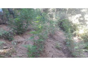 Alaşehir’de 363 kök Hint keneviri ele geçirildi