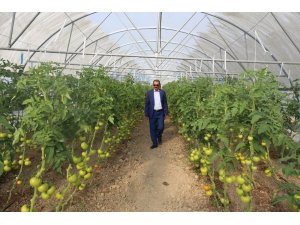 Gürpınar’da hasat zamanı