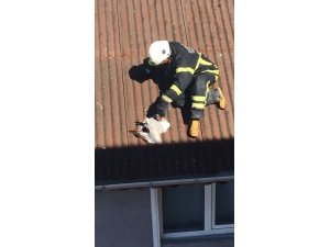 Kanadı kırık martılar kurtarıldı