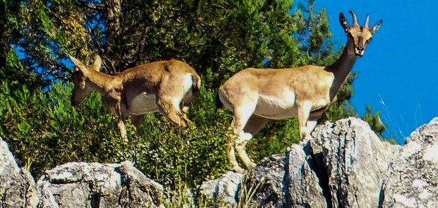 Konya'da dağ keçileri yavrularıyla görüntülendi