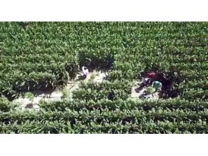 Mısır tarlalarına ’drone’lu kenevir operasyonu: 8 gözaltı